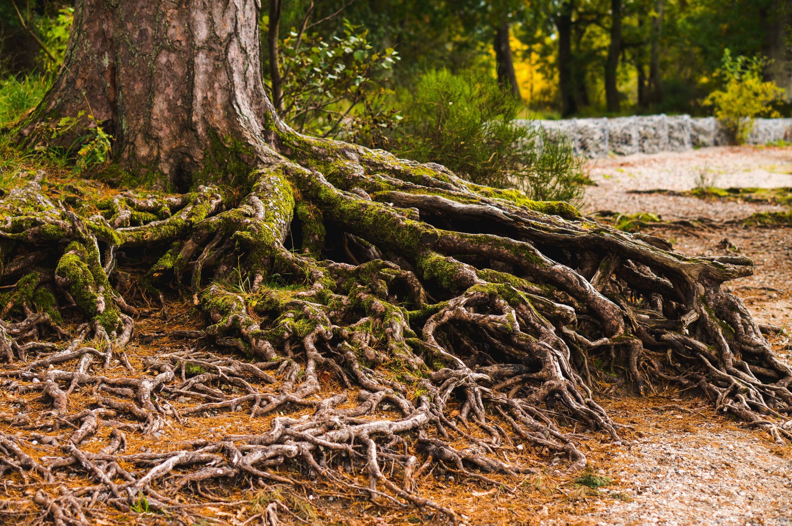 Root Worker Meaning