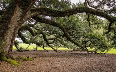 Voodoo Doctoring in New Orleans: A Cultural and Historical Perspective